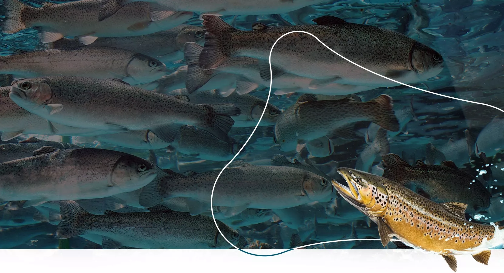 PISCICULTURE DU MOULIN PIAT